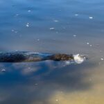 Robinson Preserve Mangrove Tour - Why This Tour Stands Out