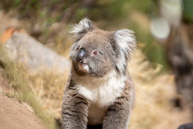 Rock Climb and Abseil - Morialta National Park - The Experience in Detail