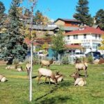 Rocky Mountain National Park in Summer Tour from Denver - Final Thoughts: Is It Worth It?