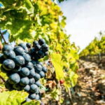Romanian Wine Tasting Tour & Appetizers with Sommelier - Why This Tour Offers Great Value