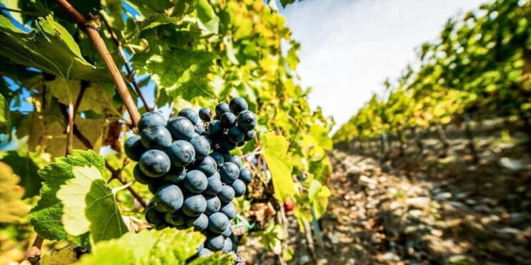 Romanian Wine Tasting Tour & Appetizers with Sommelier - Why This Tour Offers Great Value