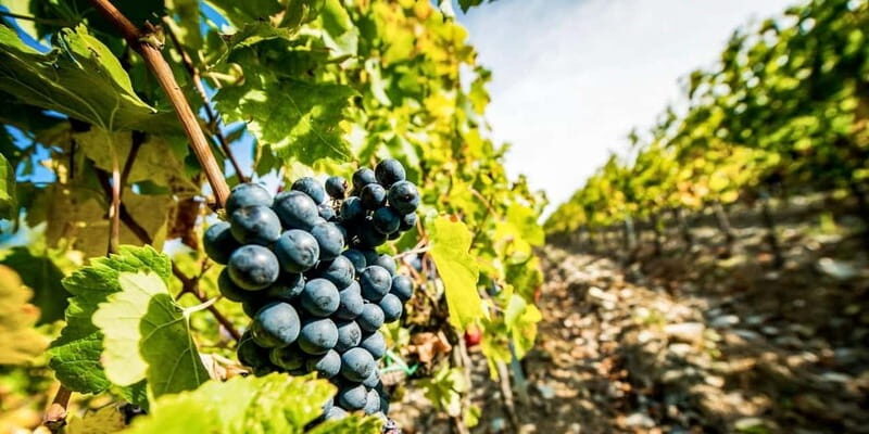 Romanian Wine Tasting Tour & Appetizers with Sommelier - Why This Tour Offers Great Value