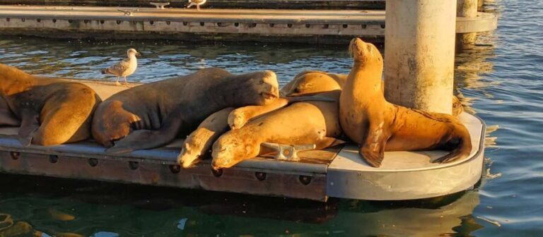 Romantic Boat Cruise with Wine & Cheese or Surprise Dinner - An In-Depth Look at the Experience