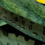 Rome: Bioparco di Roma Zoological Garden Entry Ticket - Who Should Visit?