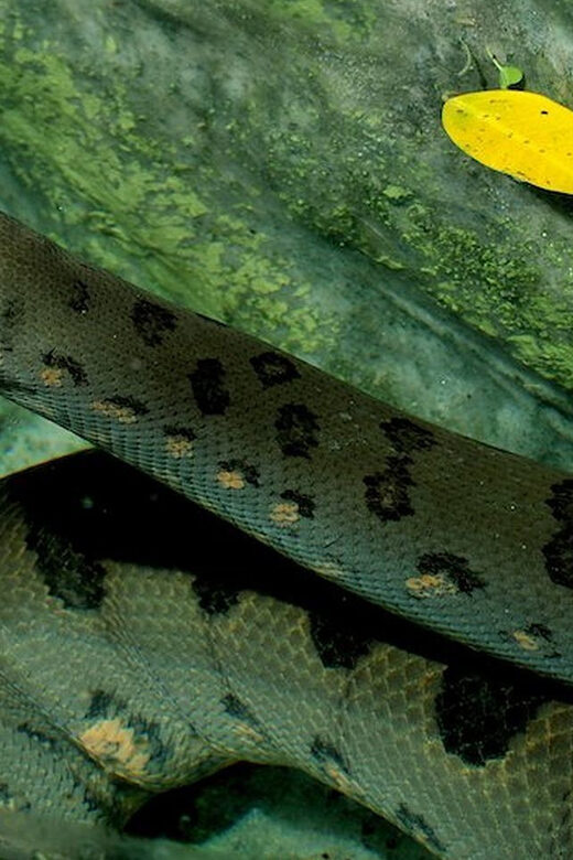 Rome: Bioparco di Roma Zoological Garden Entry Ticket - Who Should Visit?