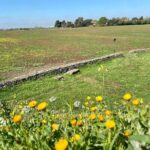 Rome: Castelli Romani Day Trip by Train and E-Bike - Who Is This Tour Best For?