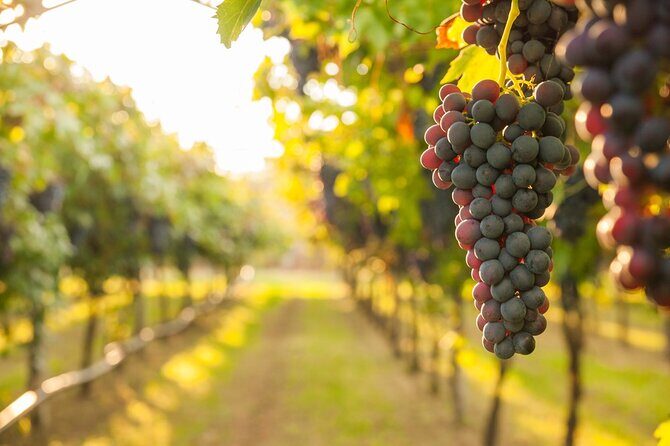 Rome Countryside Vineyards and Wine Tasting - Private Tour - FAQ