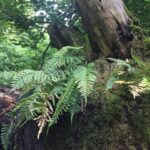 Rome: Forest Bathing Experience - A Deep Dive into the Forest Bathing Experience