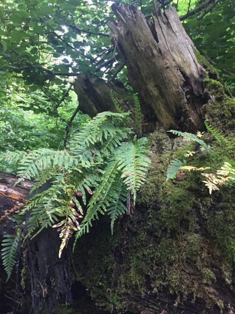 Rome: Forest Bathing Experience - A Deep Dive into the Forest Bathing Experience