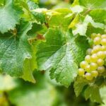 Rome Vineyards Wine tasting Private Day Tour - An In-Depth Review of the Rome Vineyards Wine Tasting Private Day Tour