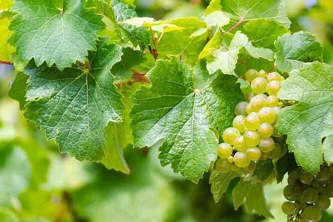 Rome Vineyards Wine tasting Private Day Tour - An In-Depth Review of the Rome Vineyards Wine Tasting Private Day Tour