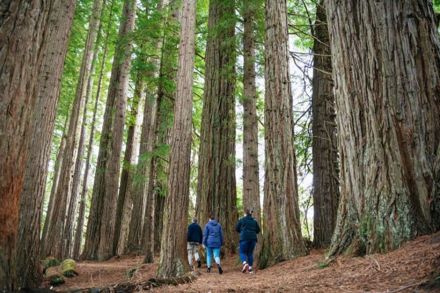 Rotorua: Explore The Lakes Half-Day Morning Tour - What Makes This Tour Stand Out?