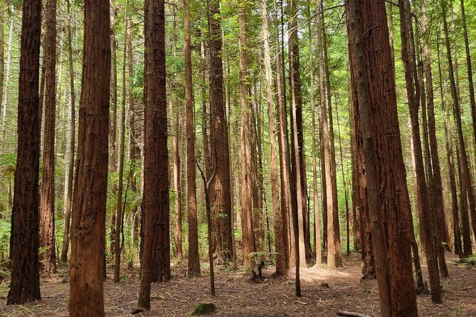 ROTORUA Highlights Tour In A Small Group - Why This Tour Offers Value
