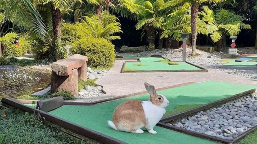 Rotorua: Mini Golf Experience - Why Choose This Mini Golf Experience?