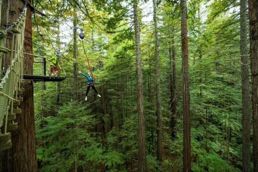 Rotorua: Redwoods Altitude High Ropes Adventure - The Sum Up