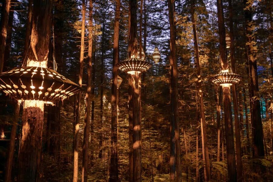 Rotorua: Redwoods Altitude, Nighttime Fast Pass, & Treewalk - In-Depth Review of the Rotorua Redwoods Experience