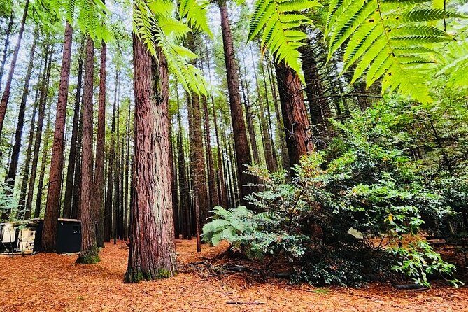 Rotorua & Taupo DayTour with Waiotapu & Huka Falls from Auckland - Who Would Love This Tour?