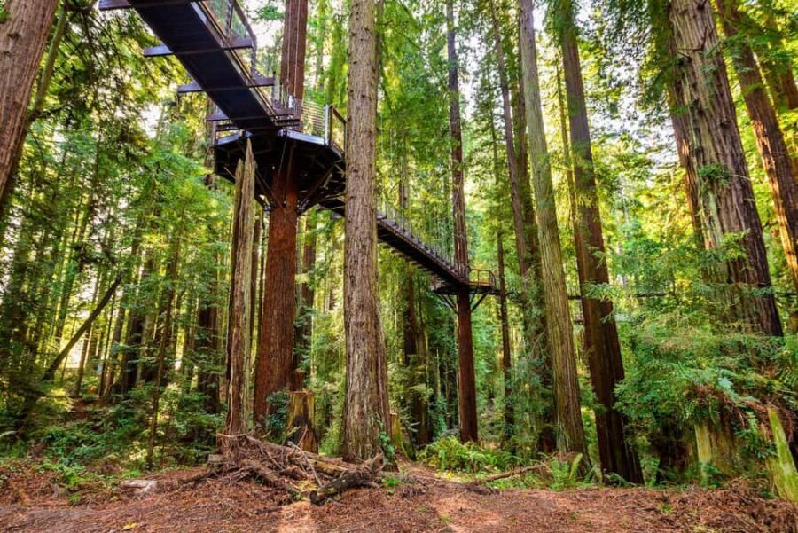 Rotorua & Taupo:Wai-O-Tapu, Redwood Walk & Hukka falls Tour - Exploring the North Island in Style and Depth