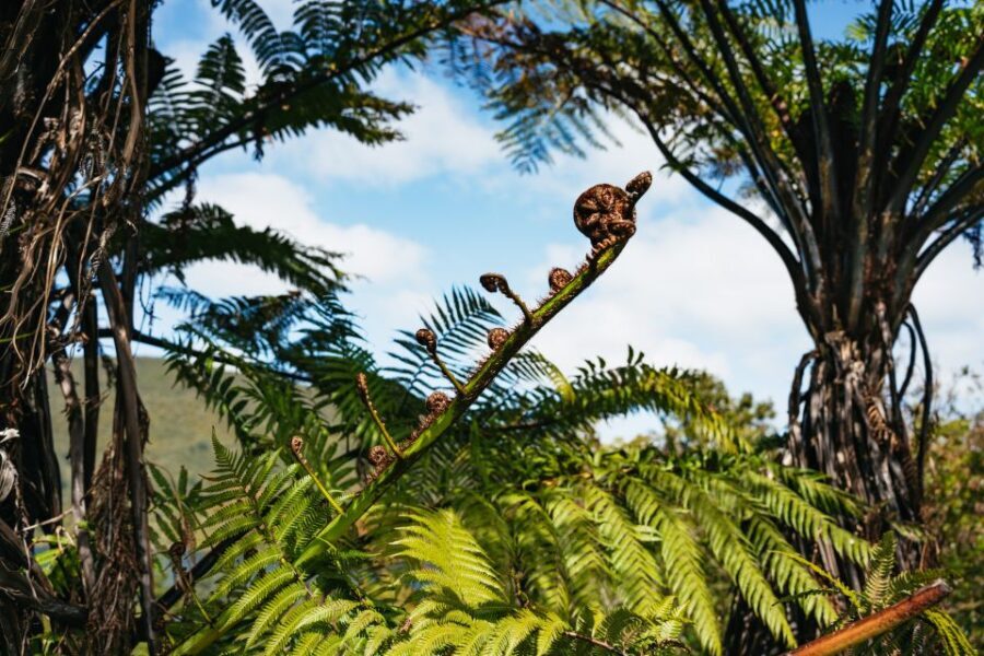 Rotorua: 'Thermal Path Tour' Geothermal half day Tour - Transportation, Group Size, and Practicalities