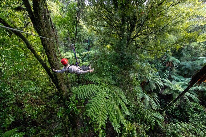 Rotoruas Original 3hr Unique Ancient Forest Zipline Adventure - The Itinerary in Detail
