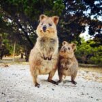 Rottnest Island All-Inclusive Grand Island Tour from Fremantle - Starting Point and Booking