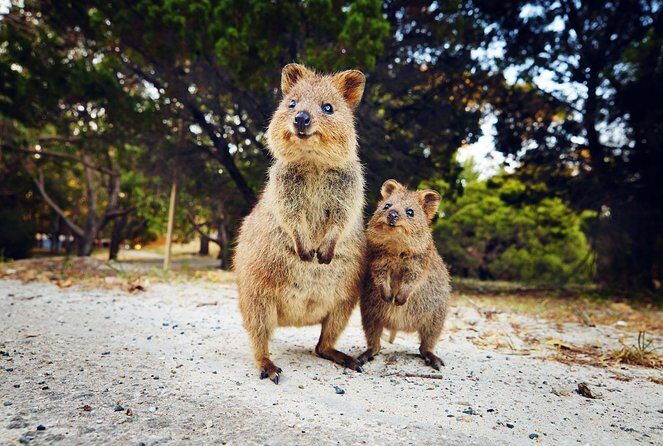 Rottnest Island All-Inclusive Grand Island Tour from Fremantle - Starting Point and Booking