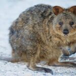 Rottnest Island All-Inclusive Grand Island Tour from Perth - Practical Considerations and Tips