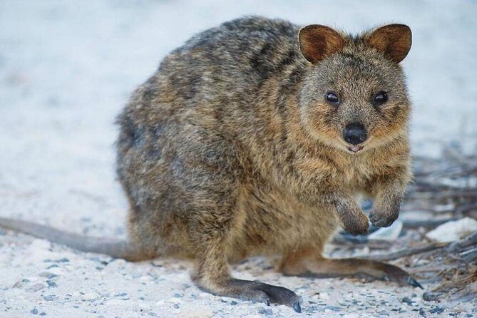 Rottnest Island All-Inclusive Grand Island Tour from Perth - Practical Considerations and Tips