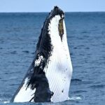 Rottnest Island Deep Dive Day Trips - Why This Tour Offers Great Value
