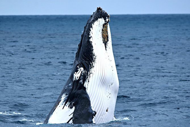 Rottnest Island Deep Dive Day Trips - Why This Tour Offers Great Value