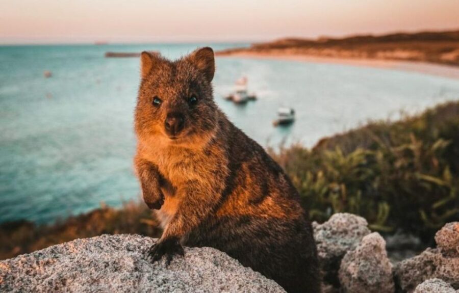 Rottnest Island: Lakes & Bays Guided 12km Hike - Who Should Consider This Tour?