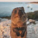 Rottnest Island Round-Trip Ferry from Perth - Practical Tips for Your Trip