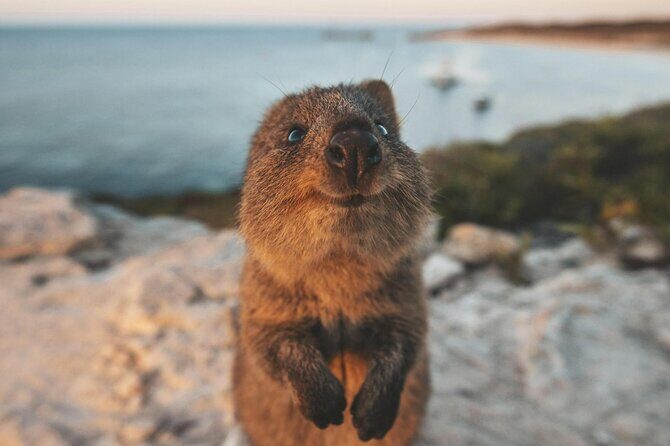 Rottnest Island Round-Trip Ferry from Perth - Practical Tips for Your Trip