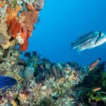 Rottnest Island scuba dive tour - An In-Depth Look at the Itinerary