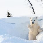 Rovaniemi 2 days Activities Package - A Close Look at the Rovaniemi 2 Days Activities Package