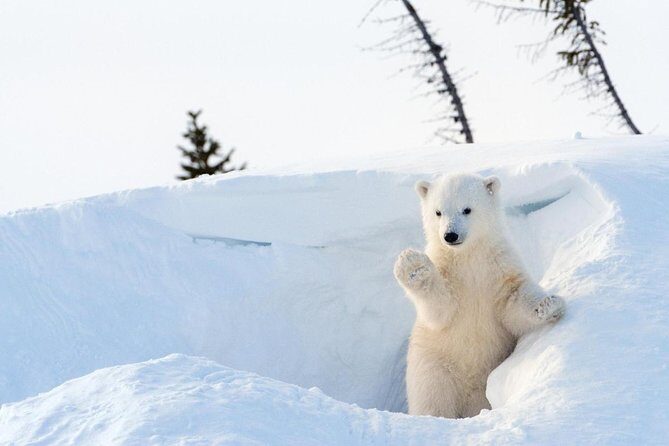 Rovaniemi 2 days Activities Package - A Close Look at the Rovaniemi 2 Days Activities Package