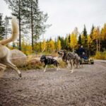 Rovaniemi: 4km Husky Cart Tour in Autumn - In-Depth Review: What to Expect from the Husky Cart Tour