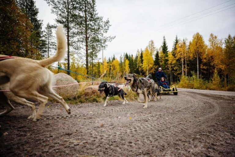 Rovaniemi: 4km Husky Cart Tour in Autumn - In-Depth Review: What to Expect from the Husky Cart Tour