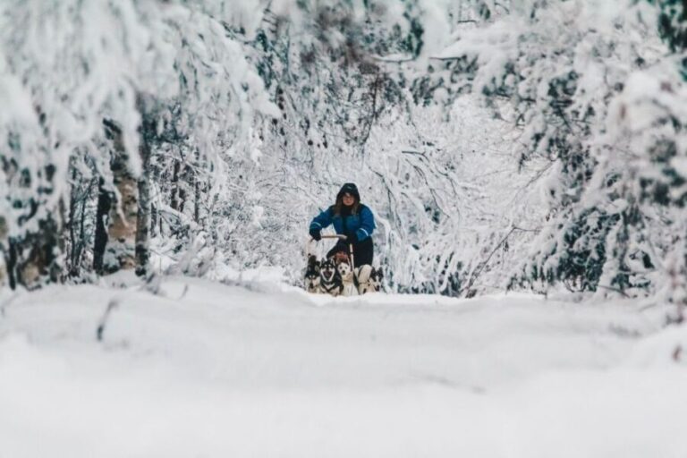 Rovaniemi: Apukka Husky Adventure 7km, self-driven - A Closer Look at the Husky Adventure