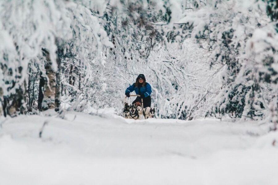 Rovaniemi: Apukka Husky Adventure 7km, self-driven - A Closer Look at the Husky Adventure