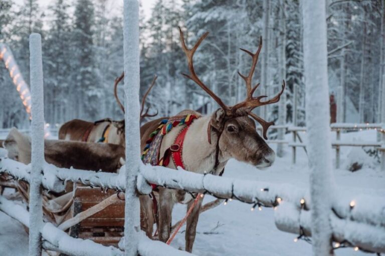 Rovaniemi: Apukka Reindeer Journey - The Experience in Detail
