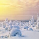 Rovaniemi: Arctic Animals Sleigh Rides and Wildlife Zoo - A Deep Dive Into the Experience