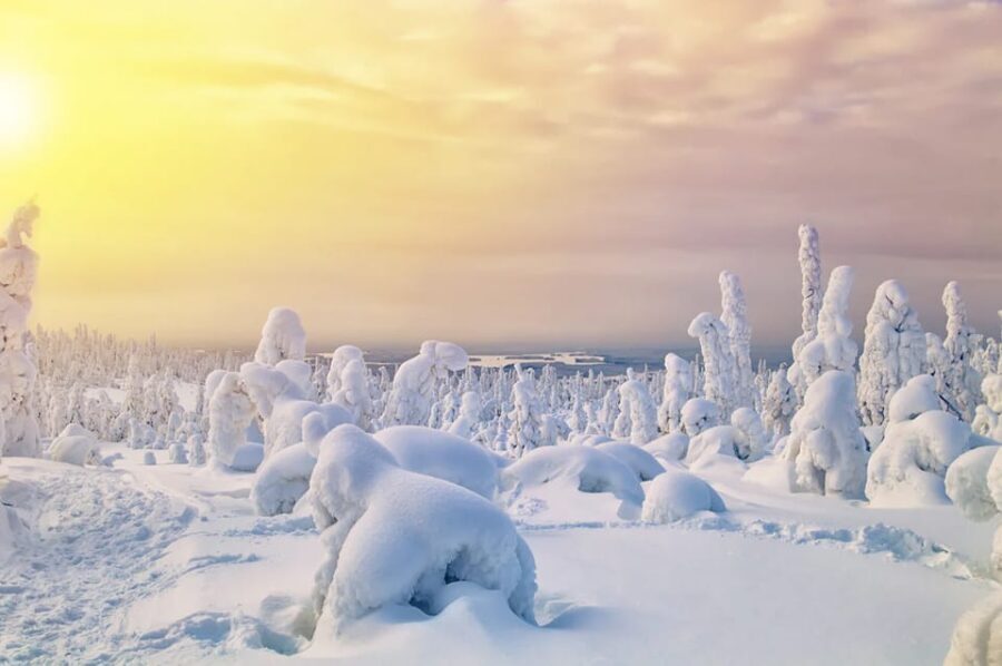 Rovaniemi: Arctic Animals Sleigh Rides and Wildlife Zoo - A Deep Dive Into the Experience