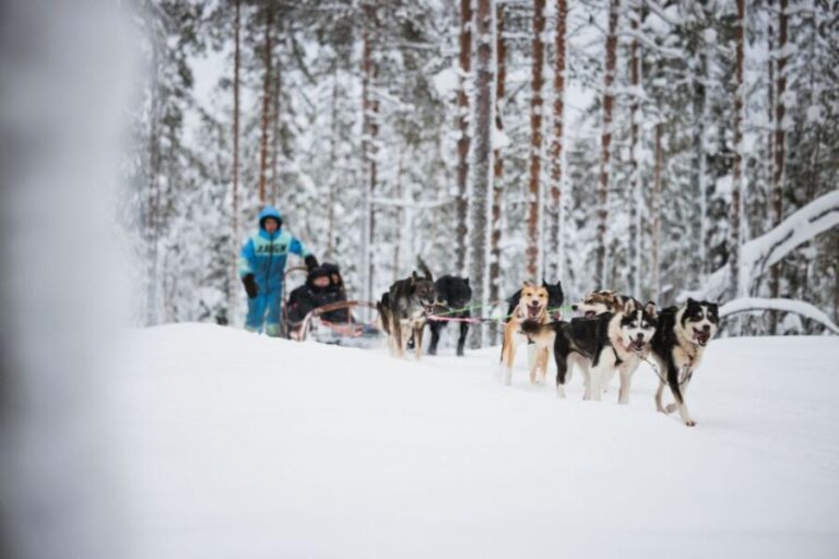 Rovaniemi: Arctic Circle Highlights by Snowmobile - Why This Tour Offers Good Value