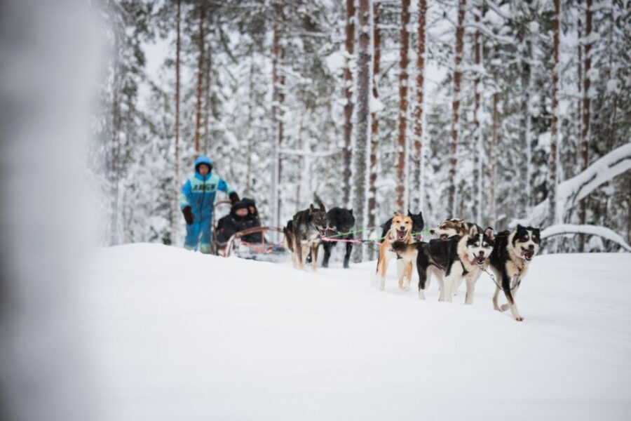 Rovaniemi: Arctic Circle Highlights by Snowmobile - Why This Tour Offers Good Value