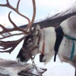 Rovaniemi: Authentic Reindeer Farm Visit and Sleigh Ride - Final thoughts on the value