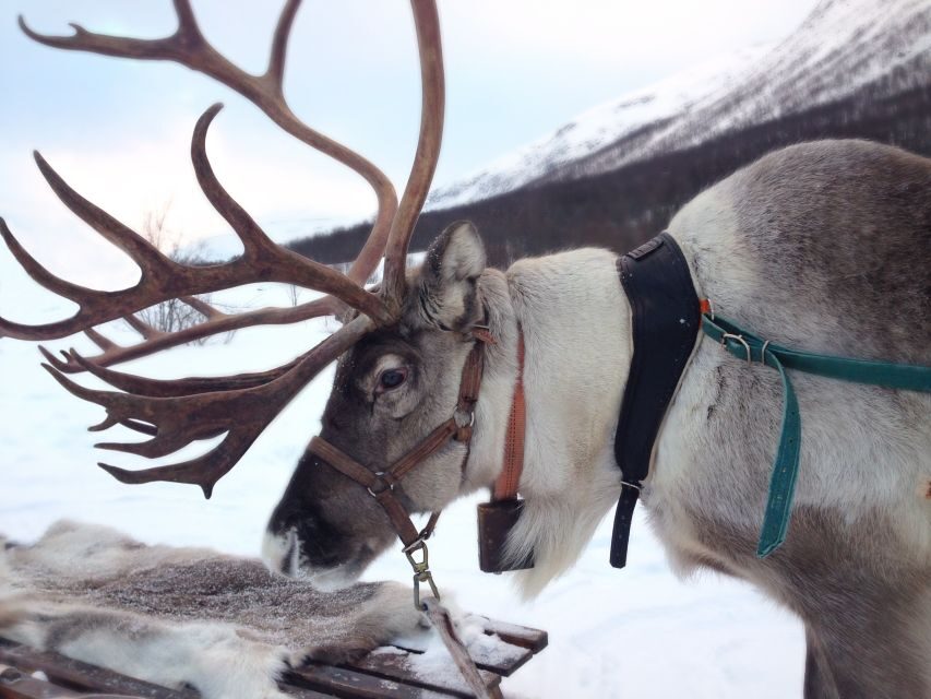 Rovaniemi: Authentic Reindeer Farm Visit and Sleigh Ride - Final thoughts on the value