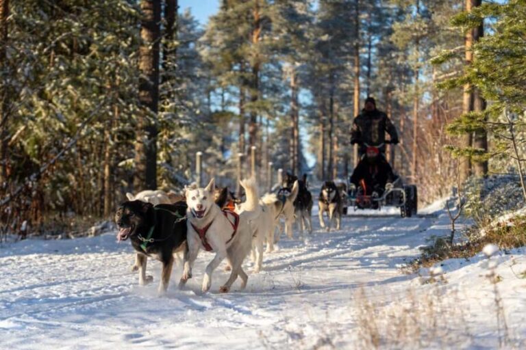 Rovaniemi: Autumn Husky Cart Ride with Hot Drink & Pickup - The Husky Cart Ride: An Autumn Adventure