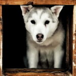 Rovaniemi: Autumn Husky Ride on Wheels - Why This Tour Offers Great Value