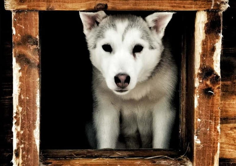 Rovaniemi: Autumn Husky Ride on Wheels - Why This Tour Offers Great Value